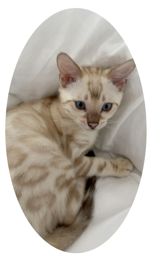 bengalekat