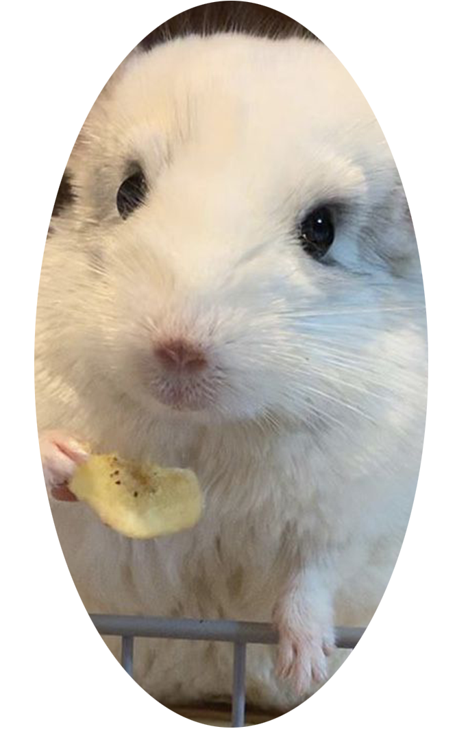 chinchilla